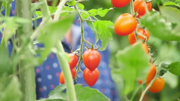 采摘成熟的番茄西红柿果子健康食物