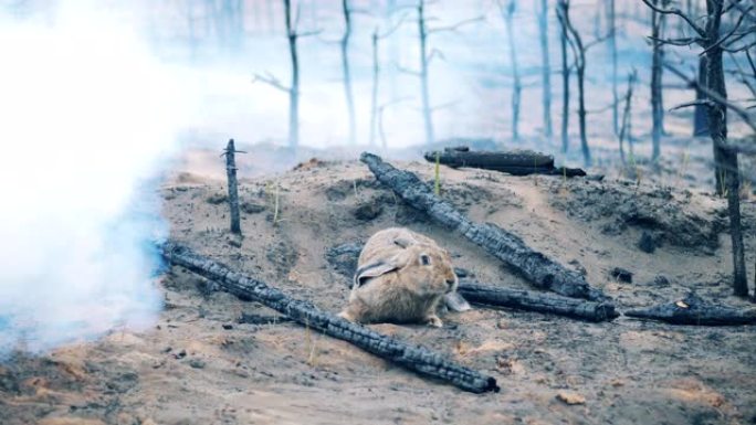 野兔在火场嗅探烧焦的树木和植物