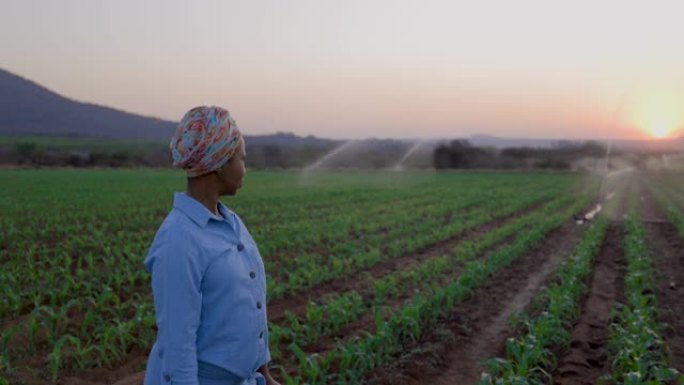一名黑人非洲女农民在大型蔬菜农场监测灌溉玉米作物的特写镜头