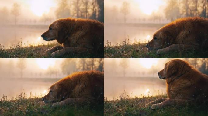 棕色狗在雾湖附近的草地上放松