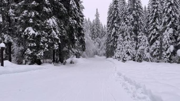 在冬季风景中穿越积雪覆盖的森林