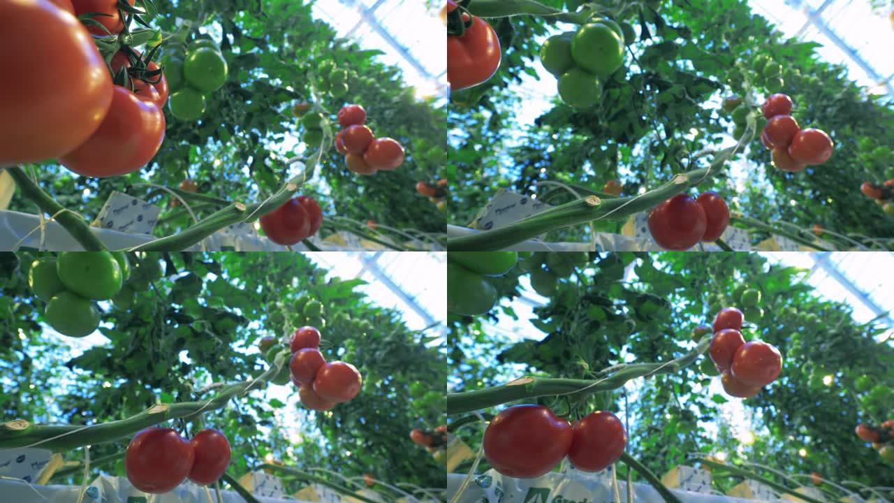 温室树枝上生长的西红柿。