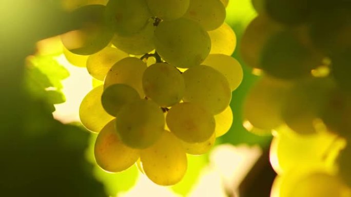 日落时分，一束成熟的白葡萄在风中摇曳。酿造白葡萄酒的好葡萄。意大利的葡萄园和葡萄酒生产