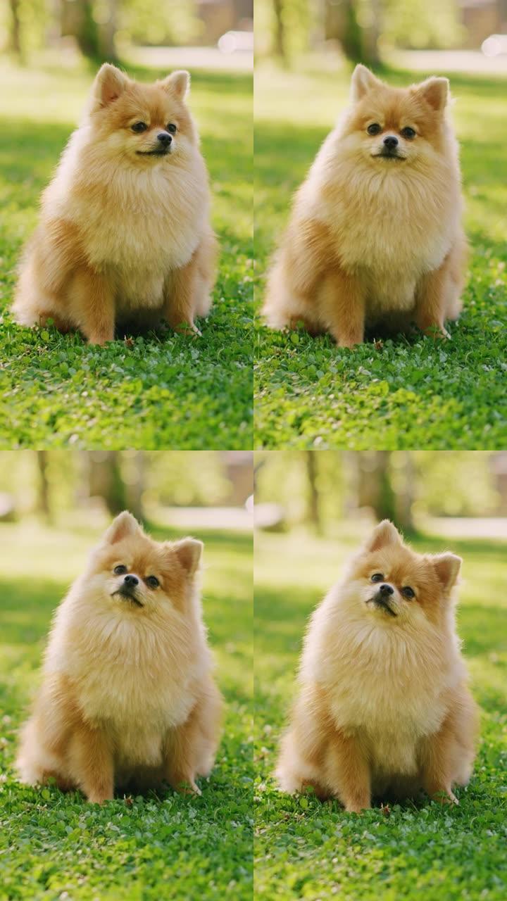 最可爱的小博美犬在草坪上休息，看着相机，执行命令坐下。顶级犬种标本显示了它的聪明，可爱和蓬松的美丽。