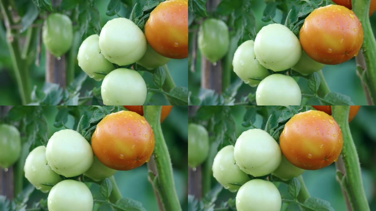 树枝上未成熟的绿色西红柿