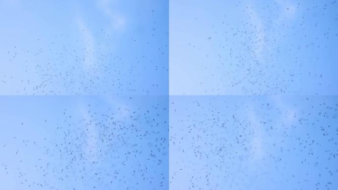 蚊子在蓝天上飞翔虫群飞舞虫子秋季虫