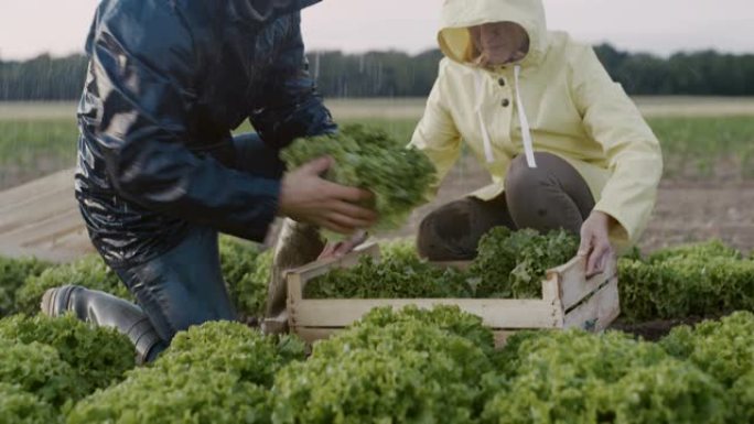 SLO MO夫妇在雨中在田间收获生菜