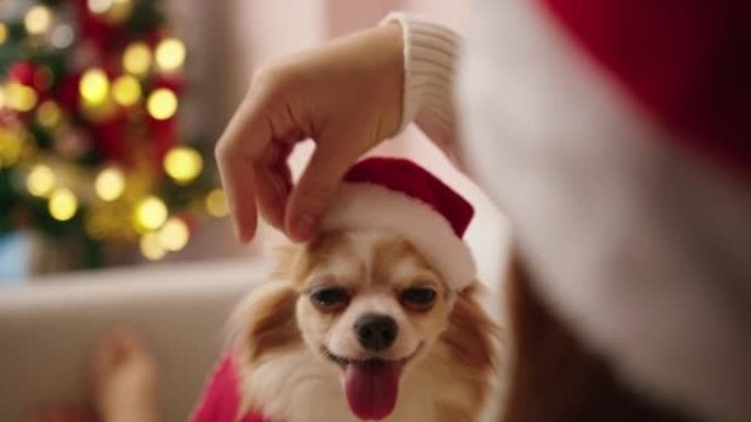 年轻女子在圣诞节在家时带着她的大腿狗