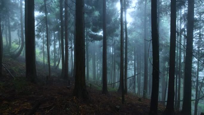 雾森林树木丛林枝干自然风景雾气晨雾