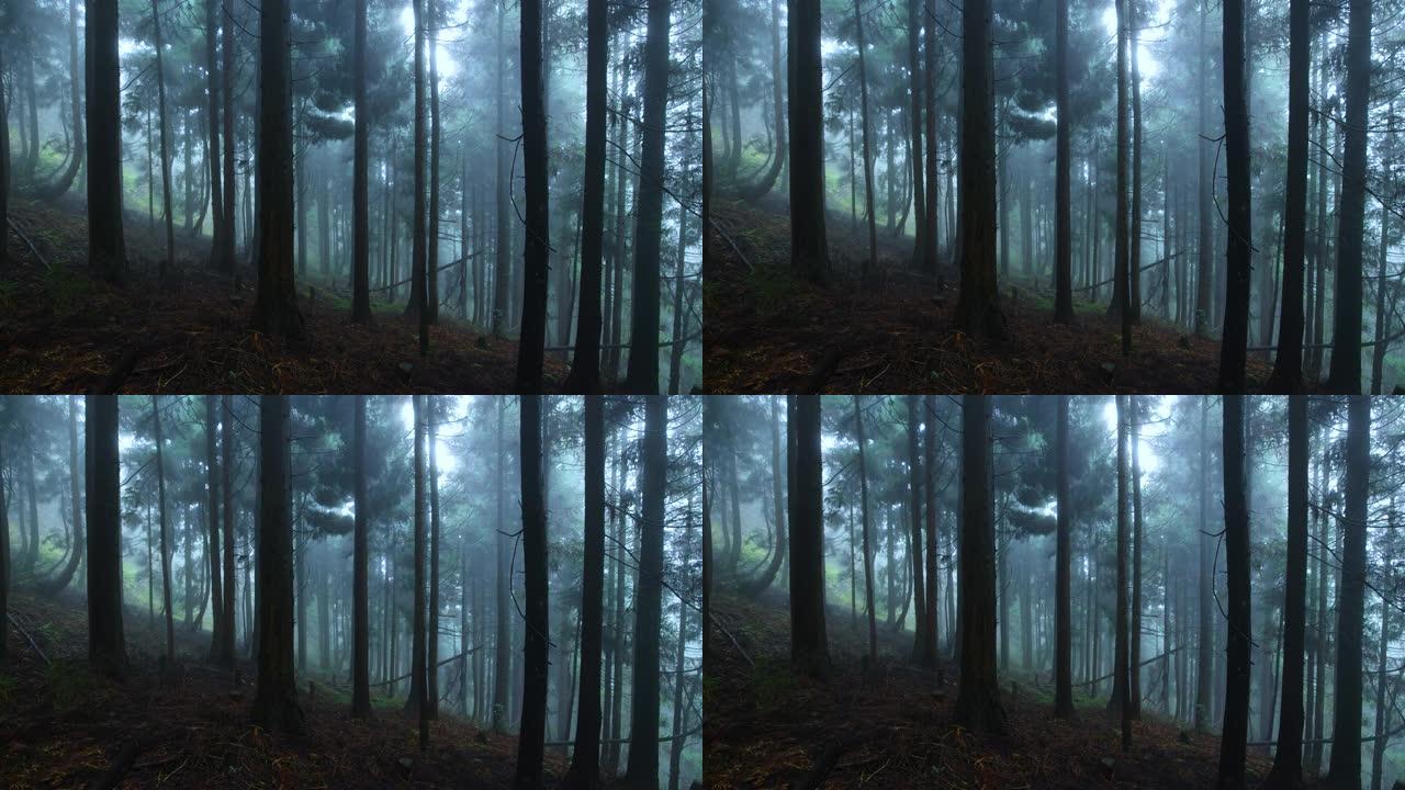 雾森林树木丛林枝干自然风景雾气晨雾