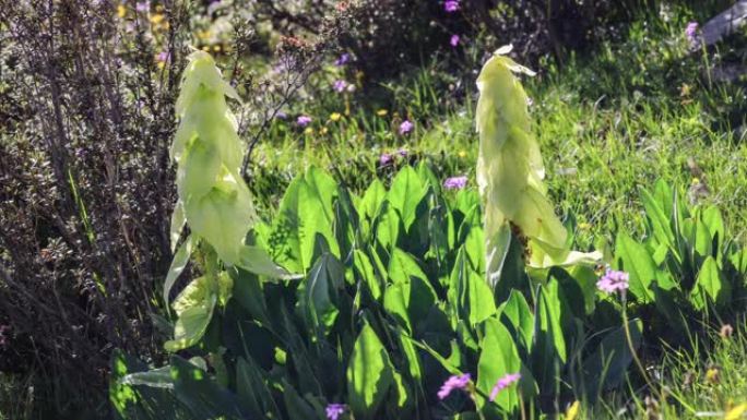 青藏高原上的奇异物种: 大黄 (Rheum alexandrae)