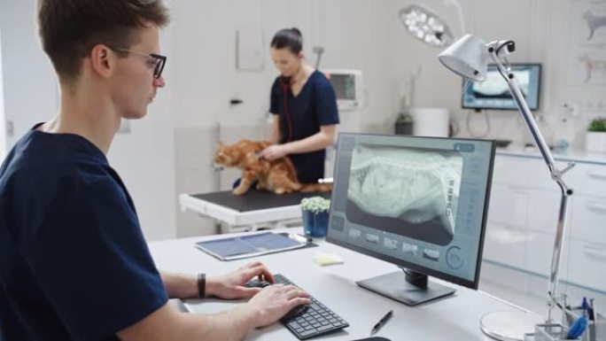 兽医诊所的医生在台式计算机上工作，检查x射线扫描是否有潜在的骨折。女兽医用听诊器诊断一只红色的缅因浣