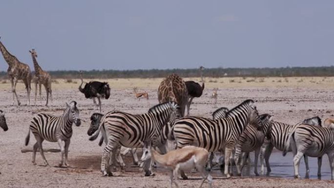 包括鸵鸟，长颈鹿，斑马和跳羚在内的各种动物群的特写镜头，在纳米比亚埃托沙国家公园的水坑里喝酒