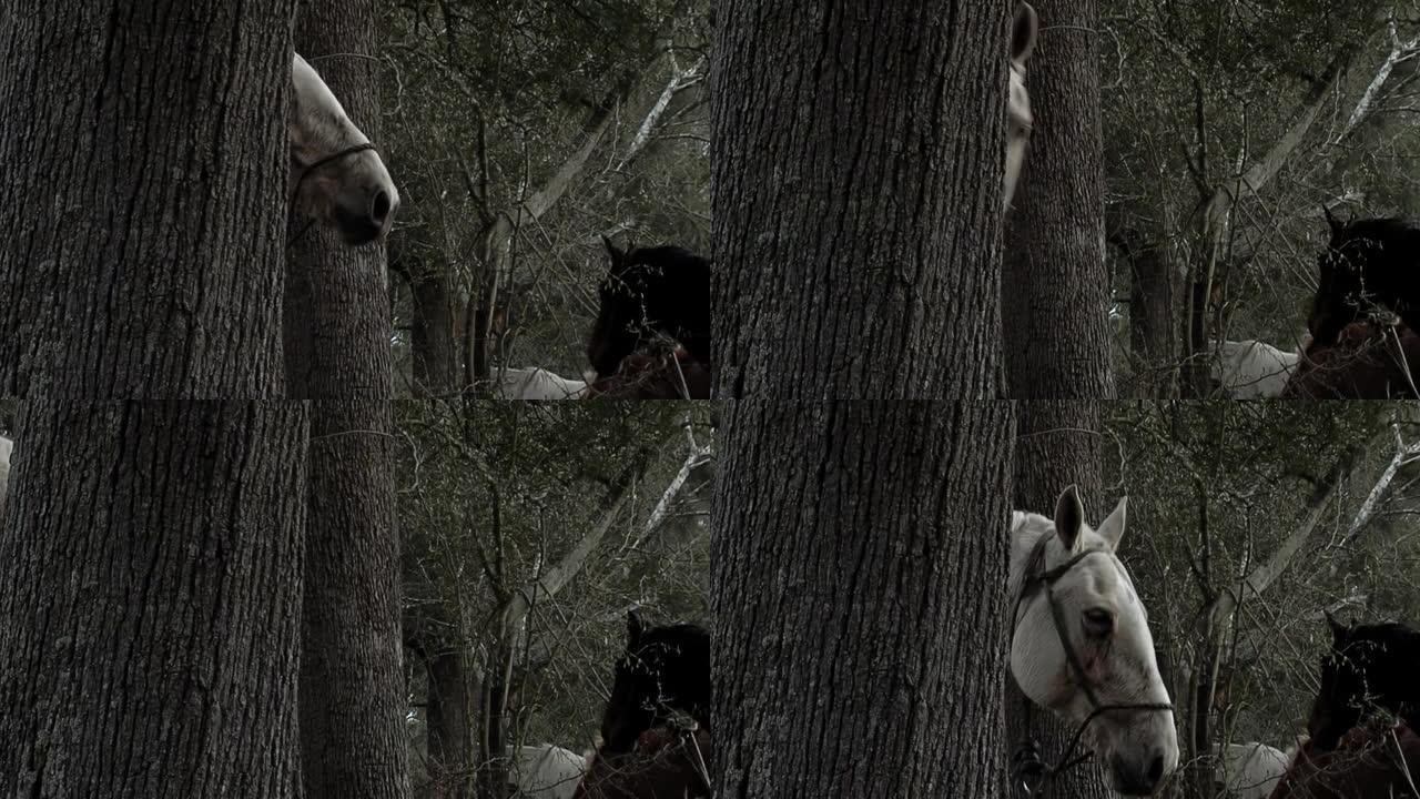 阿根廷马达里亚加将军从树后窥视的白马。特写。