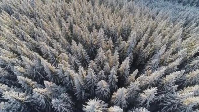 冬季树木自然背景。山区冬季森林中覆盖着白雪的云杉的航拍。早晨的阳光柔和