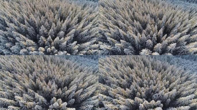 冬季树木自然背景。山区冬季森林中覆盖着白雪的云杉的航拍。早晨的阳光柔和