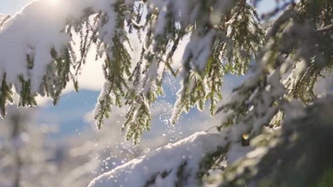 从云杉树枝上掉下来的雪粒。森林里阳光明媚的冬日。冬天的高度，缩小镜头