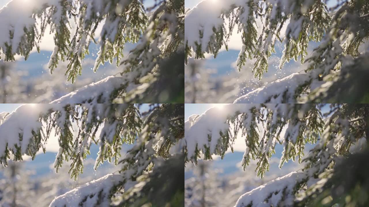 从云杉树枝上掉下来的雪粒。森林里阳光明媚的冬日。冬天的高度，缩小镜头
