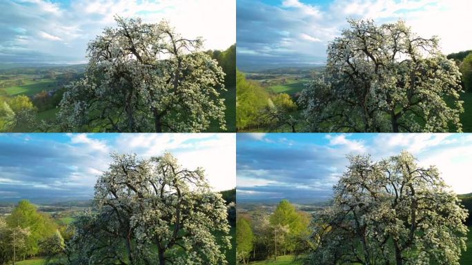 空中，特写: 华丽的春天开花的果树充满了白色的花朵
