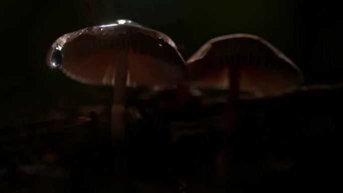 超级SLO MO液滴在晚上溅到阳伞蘑菇上