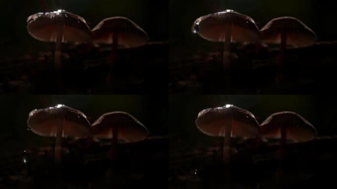 超级SLO MO液滴在晚上溅到阳伞蘑菇上