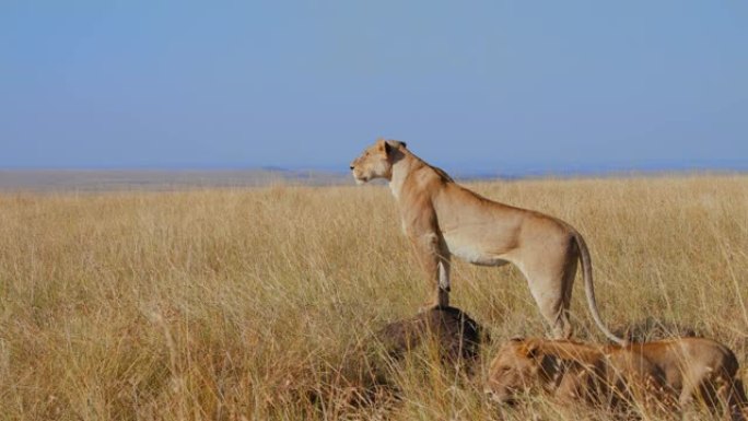 狮子站在阳光明媚的野生动物保护区草地上的岩石上