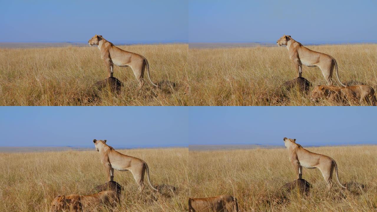 狮子站在阳光明媚的野生动物保护区草地上的岩石上