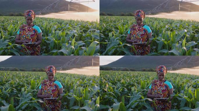 特写。穿着传统服装的非洲黑人女农民使用数字平板电脑监控大玉米作物。背景灌溉