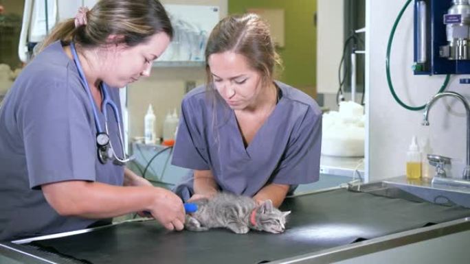 兽医包扎受伤的小猫的腿