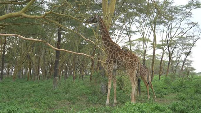 慢动作: 长颈鹿在非洲野生动物园里吃树叶