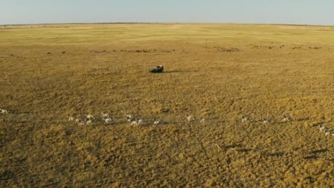 一辆旅游野生动物园的高鸟瞰图，在makgadikgadi平底锅上观看一大群斑马和牛羚。斑马迁徙博茨瓦