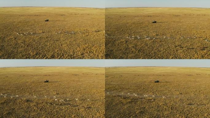 一辆旅游野生动物园的高鸟瞰图，在makgadikgadi平底锅上观看一大群斑马和牛羚。斑马迁徙博茨瓦