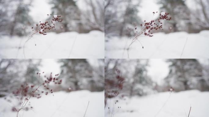 草稻草穿过厚厚的积雪