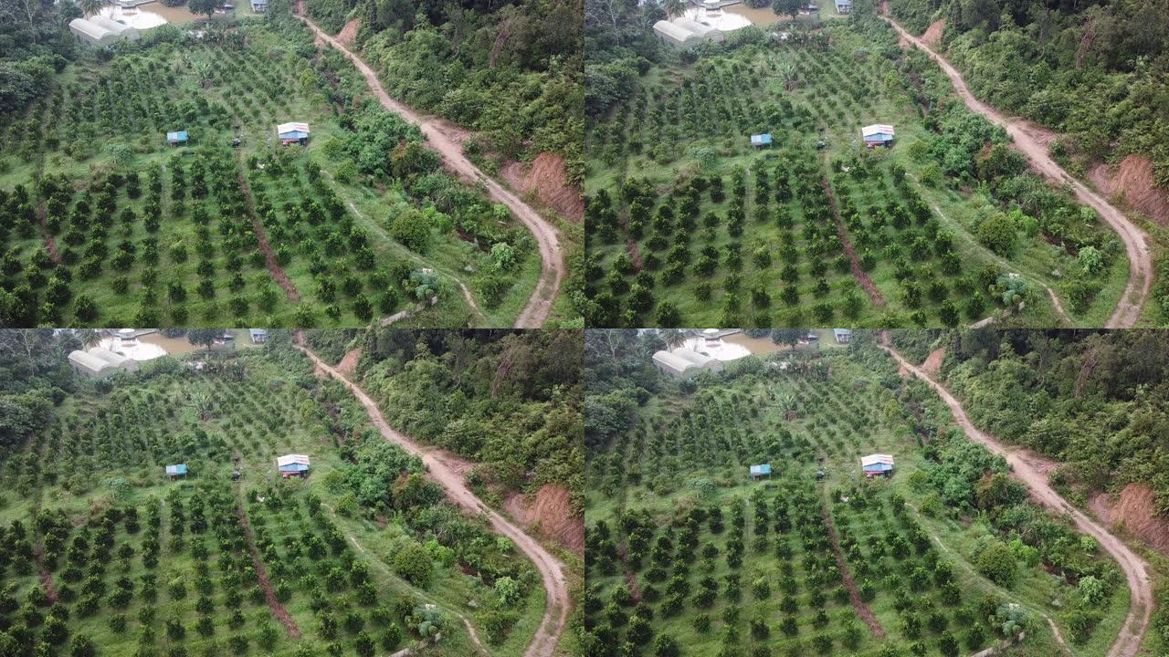 在马来西亚热带气候的有机蔬菜农场正上方的无人机视图