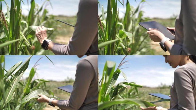农民使用平板电脑分析玉米田的生长