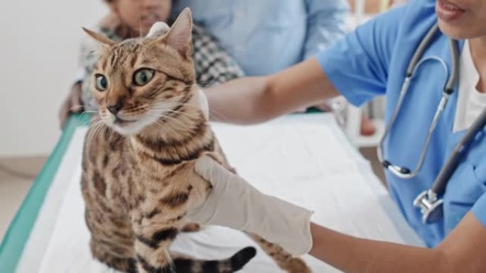 兽医在诊所检查孟加拉猫