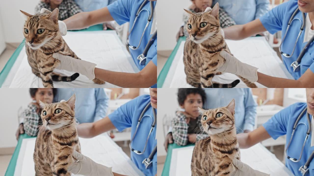 兽医在诊所检查孟加拉猫