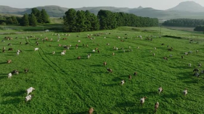 在美丽的绿色牧场上放牧的一大群艾尔郡奶牛的特写空中平移视图。负责温室气体排放的牲畜为气候变化做出了贡