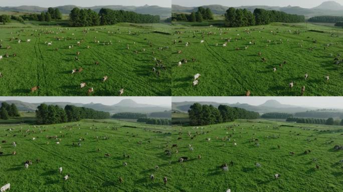 在美丽的绿色牧场上放牧的一大群艾尔郡奶牛的特写空中平移视图。负责温室气体排放的牲畜为气候变化做出了贡