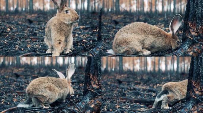 在烧毁的森林中关闭一只兔子