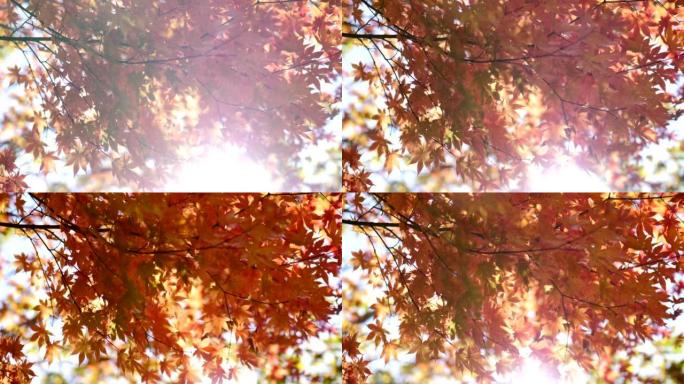美丽的秋天森林仰望仰拍树枝秋叶红叶