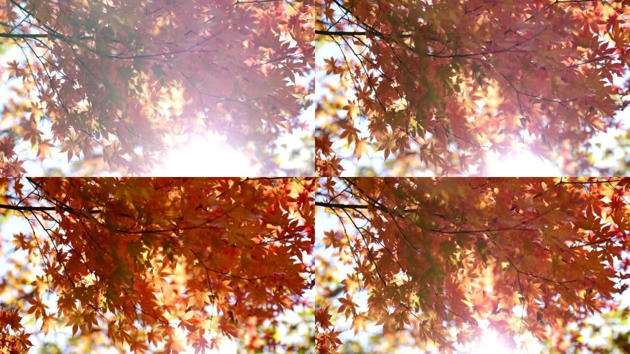 美丽的秋天森林仰望仰拍树枝秋叶红叶