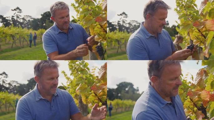 葡萄园的成熟男性所有者在慢动作拍摄过程中检查葡萄的质量以生产葡萄酒