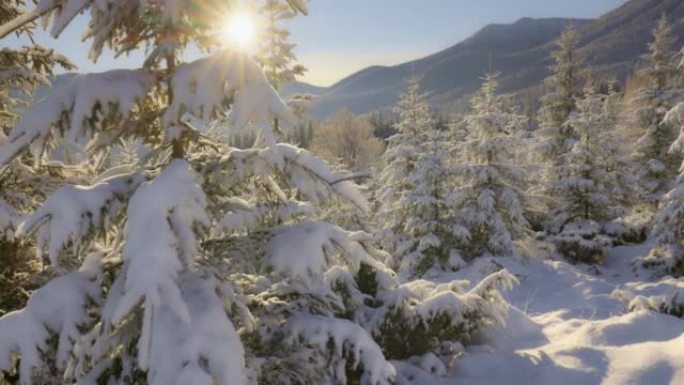 冬林，冬在山，日出在冬雪林。相机在夕阳的光线下沿着积雪覆盖的冷杉移动。冬季自然概念，意大利阿尔卑斯山