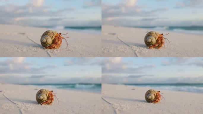 一只美丽的organge彩色寄居蟹的特写镜头从海滩上的壳中冒出来，然后走向大海