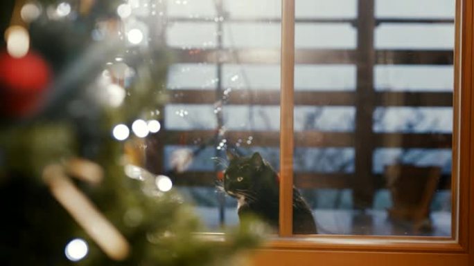 猫凝视着门玻璃反射、等待、框架边界、