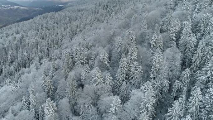 寒冷新鲜空气的美好冬天。飞越混交林。被雪和白霜覆盖的树木。空中射击，4K
