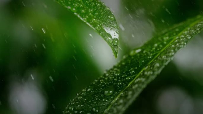 超级SLO MO雨滴喷出绿叶