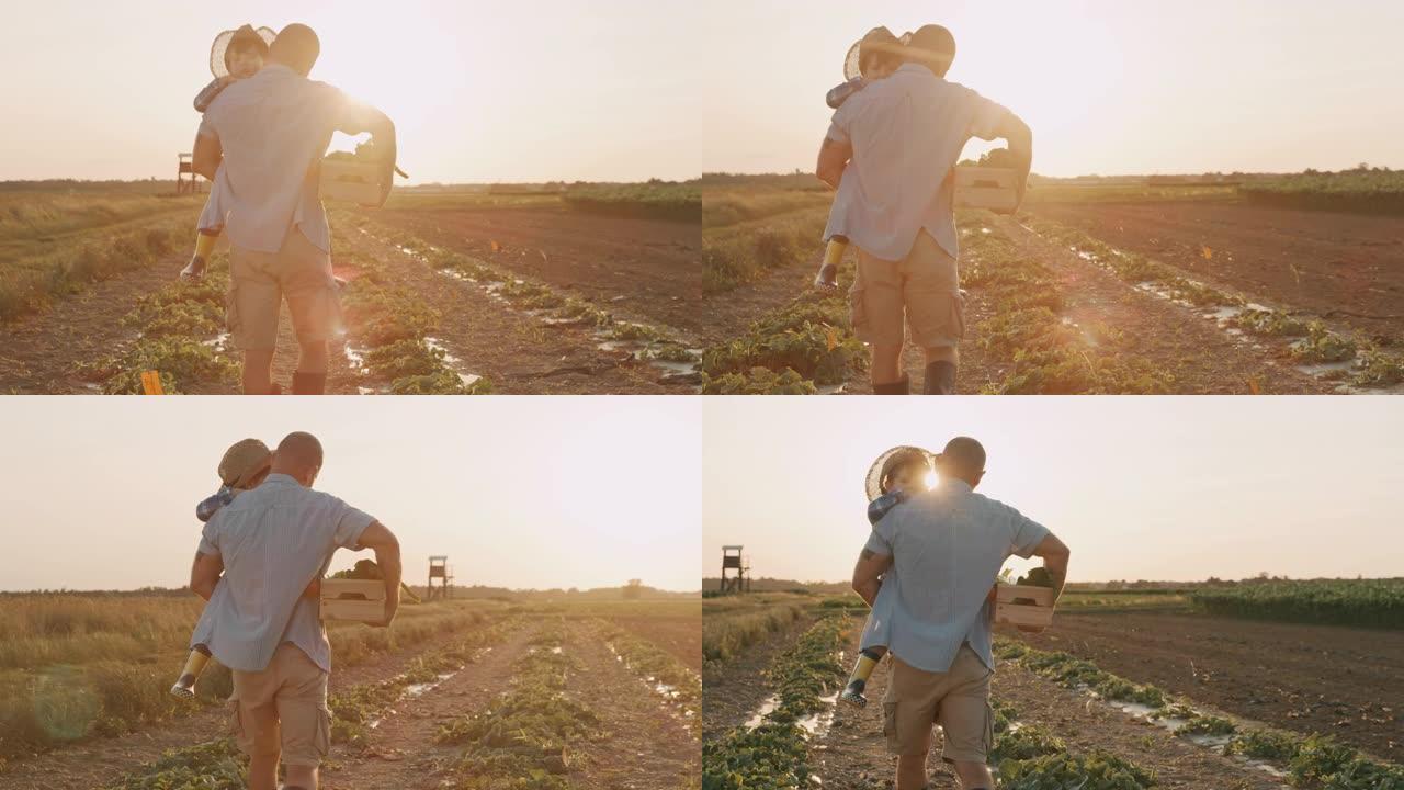SLO MO父子在日落时分在田间采摘蔬菜时一起度过了美好的时光