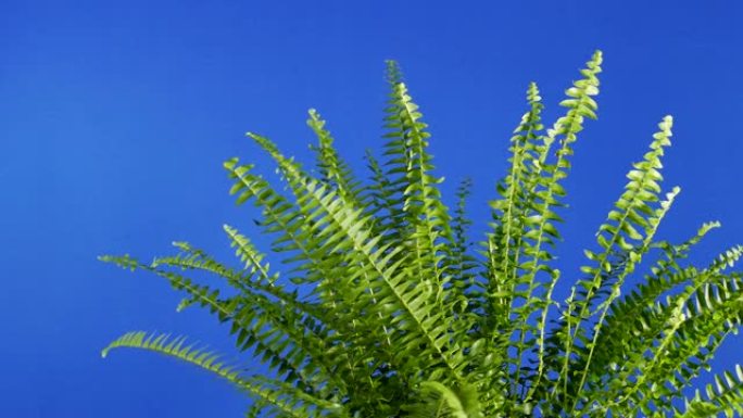 蕨类植物特写轻风蓝屏合成